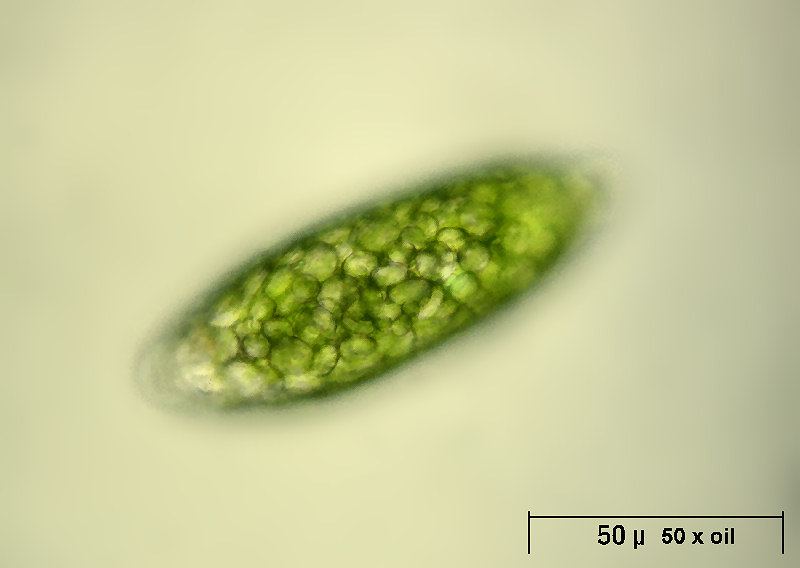 Euglena sp.  - E. velata