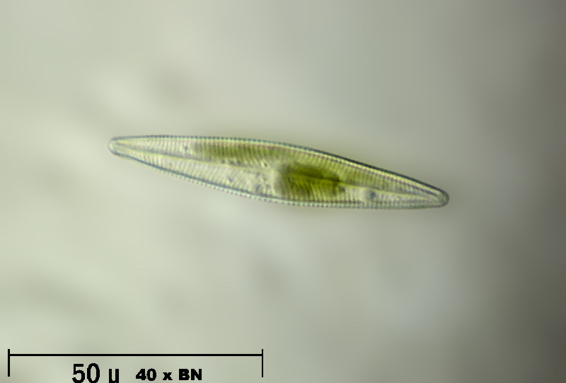 Navicula sp.