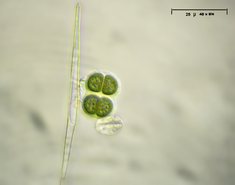 Chroococcus sp.