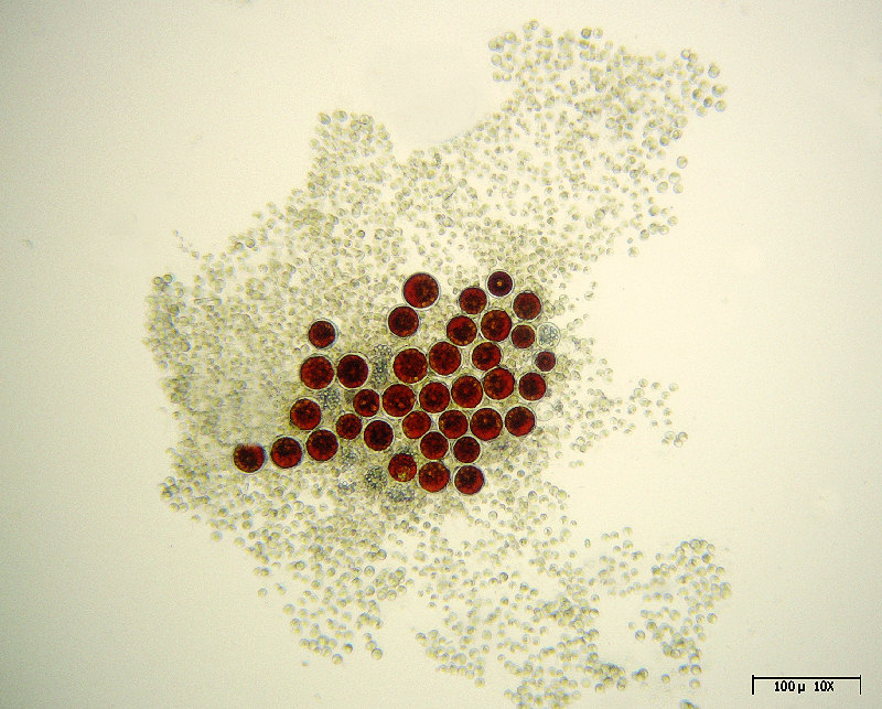 Haematococcus pluvialis