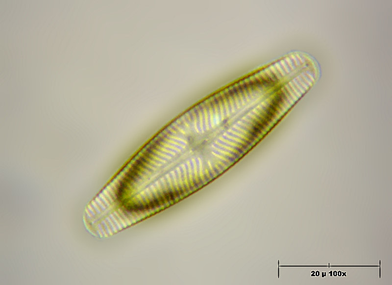 Navicula sp.