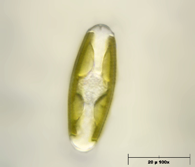 Navicula reinhardtii