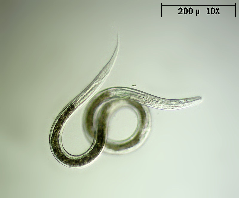 Nematode