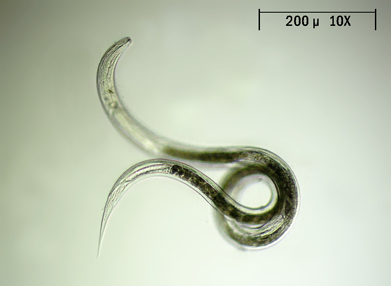 Nematode