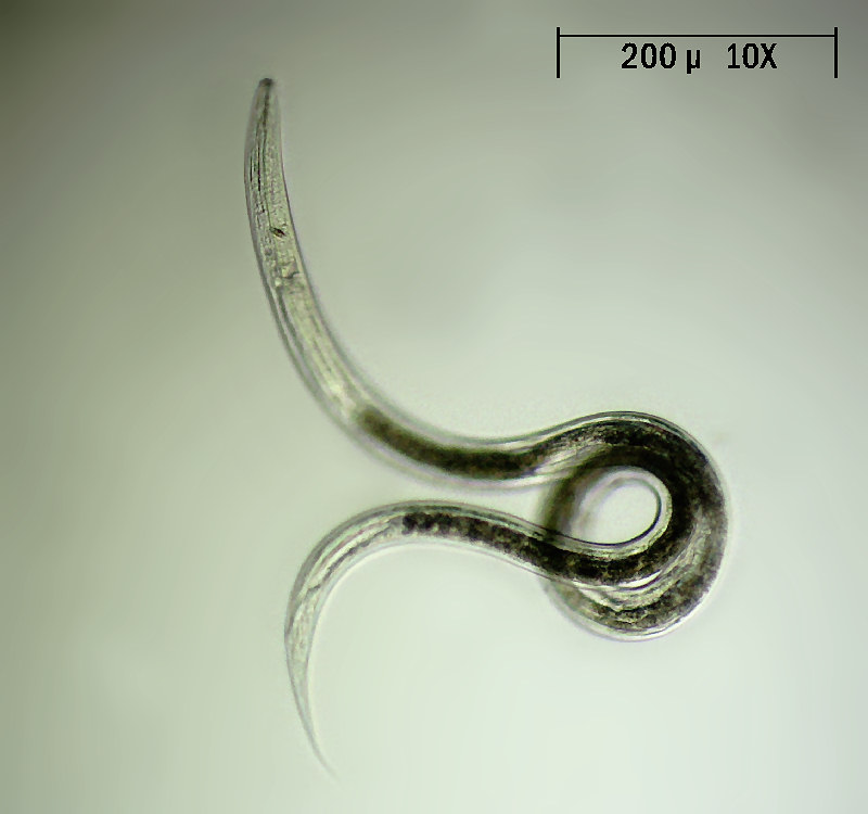 Nematode