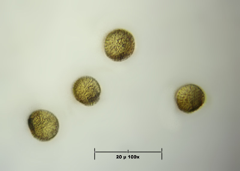 forse mixomicete - Metatrichia vesparium