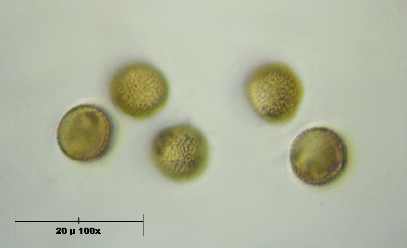 forse mixomicete - Metatrichia vesparium