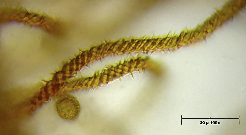 forse mixomicete - Metatrichia vesparium