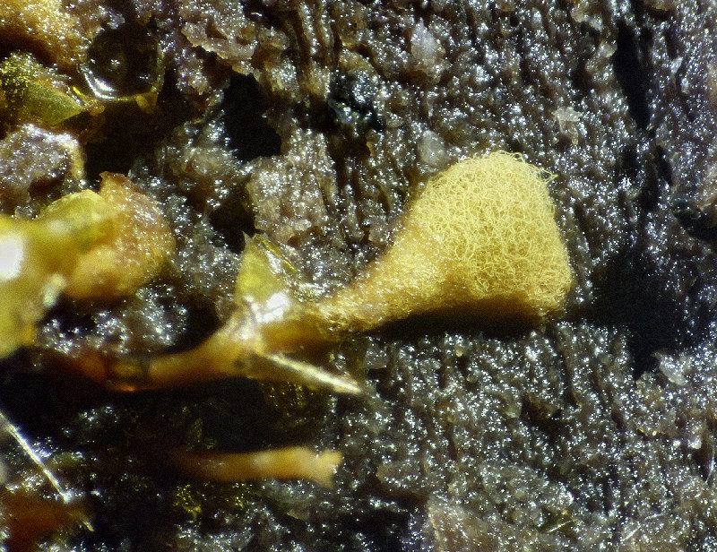 Hemitrichia clavata ???