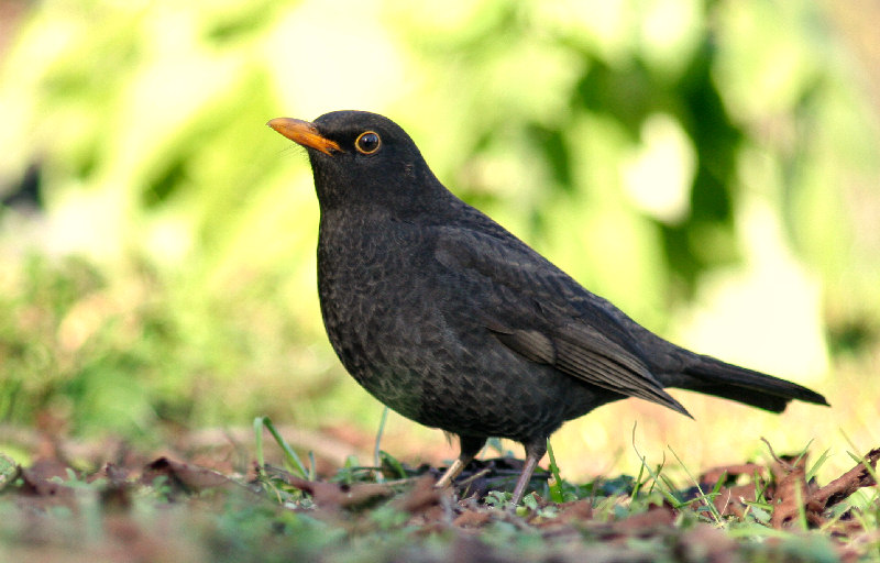 Turdus merula