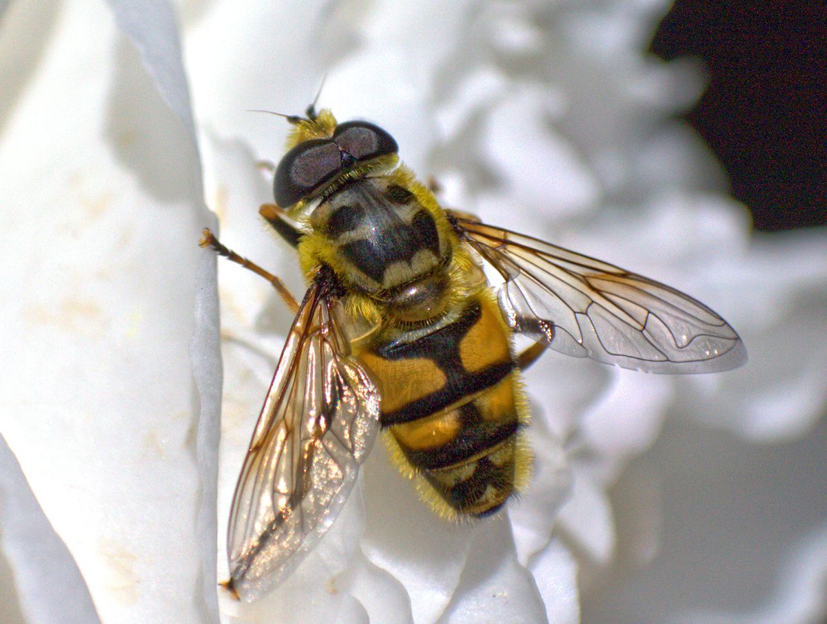 Myathropa florea maschio ?