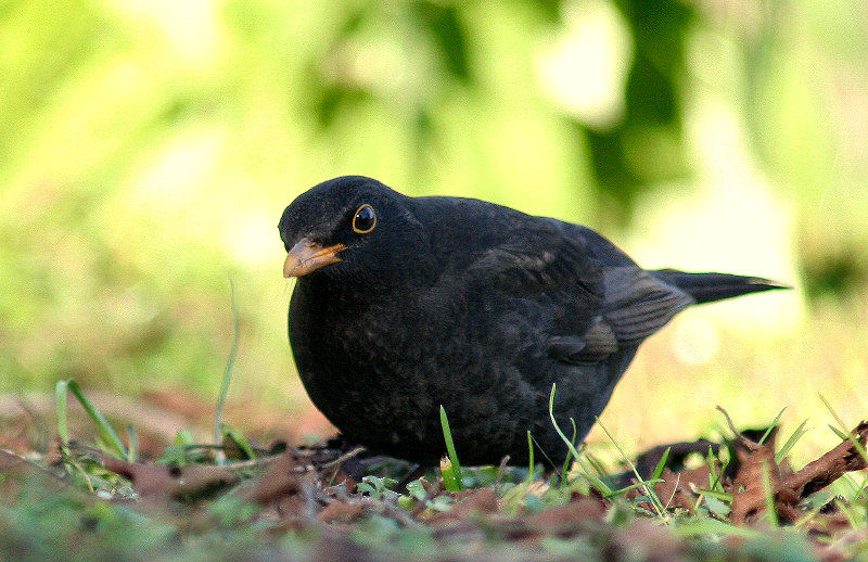 Turdus merula