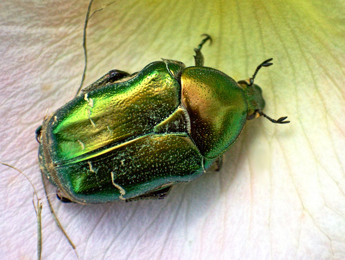 Cetonia aurata pisana