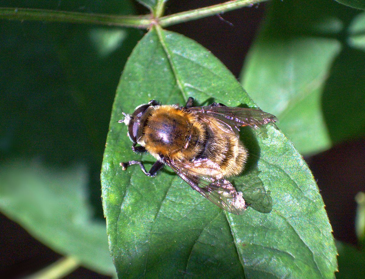 Merodon equestris