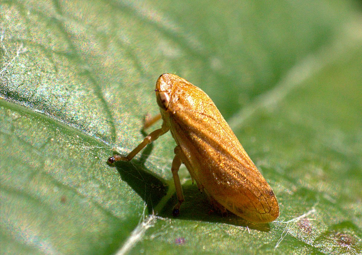 Philaenus spumarius (Aphrophoridae)