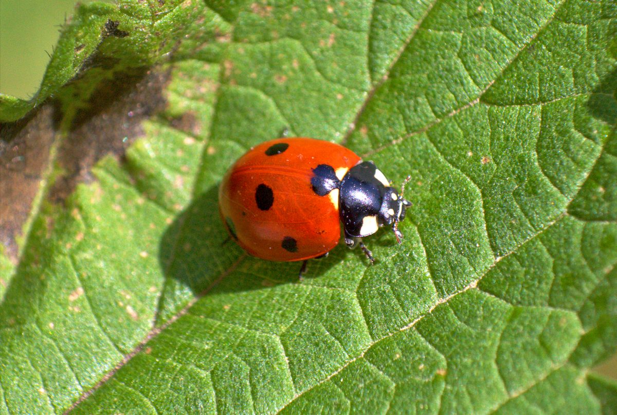 Coccinella septempunctata da confermare