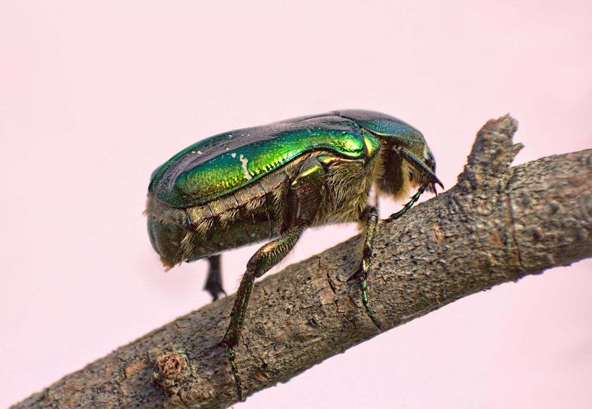 Cetonia aurata