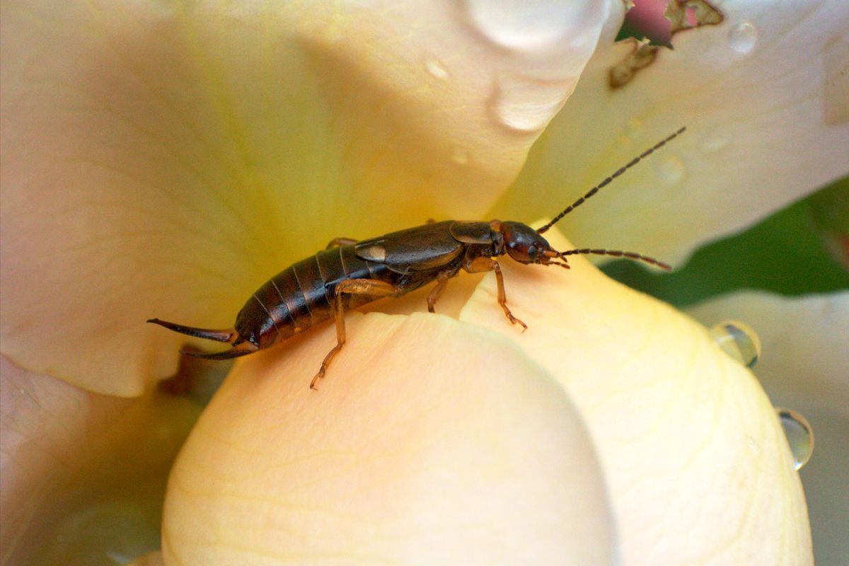 Forficula auricularia da Lesmo