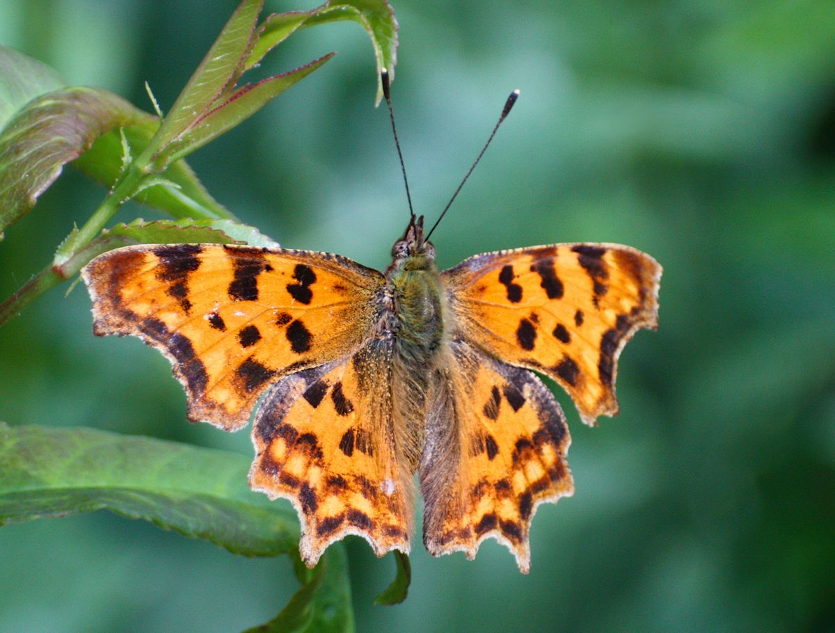 Polygonia c-album ???