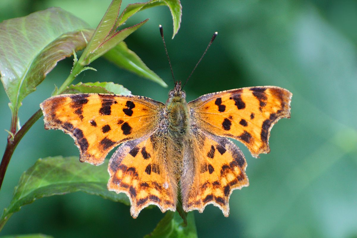 Polygonia c-album ???