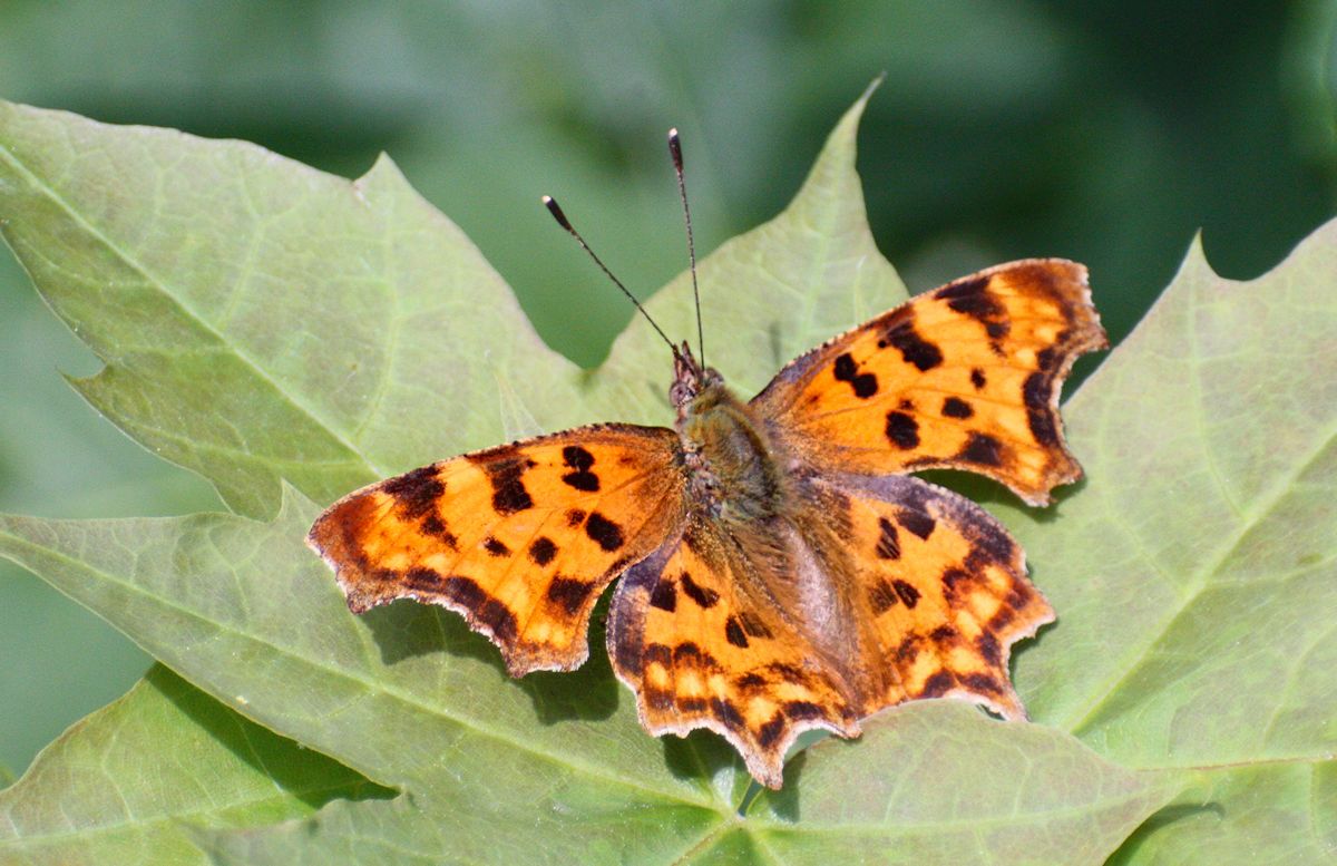 Polygonia c-album ???