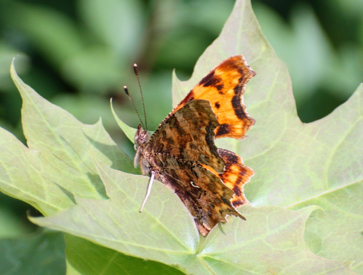 Polygonia c-album ???