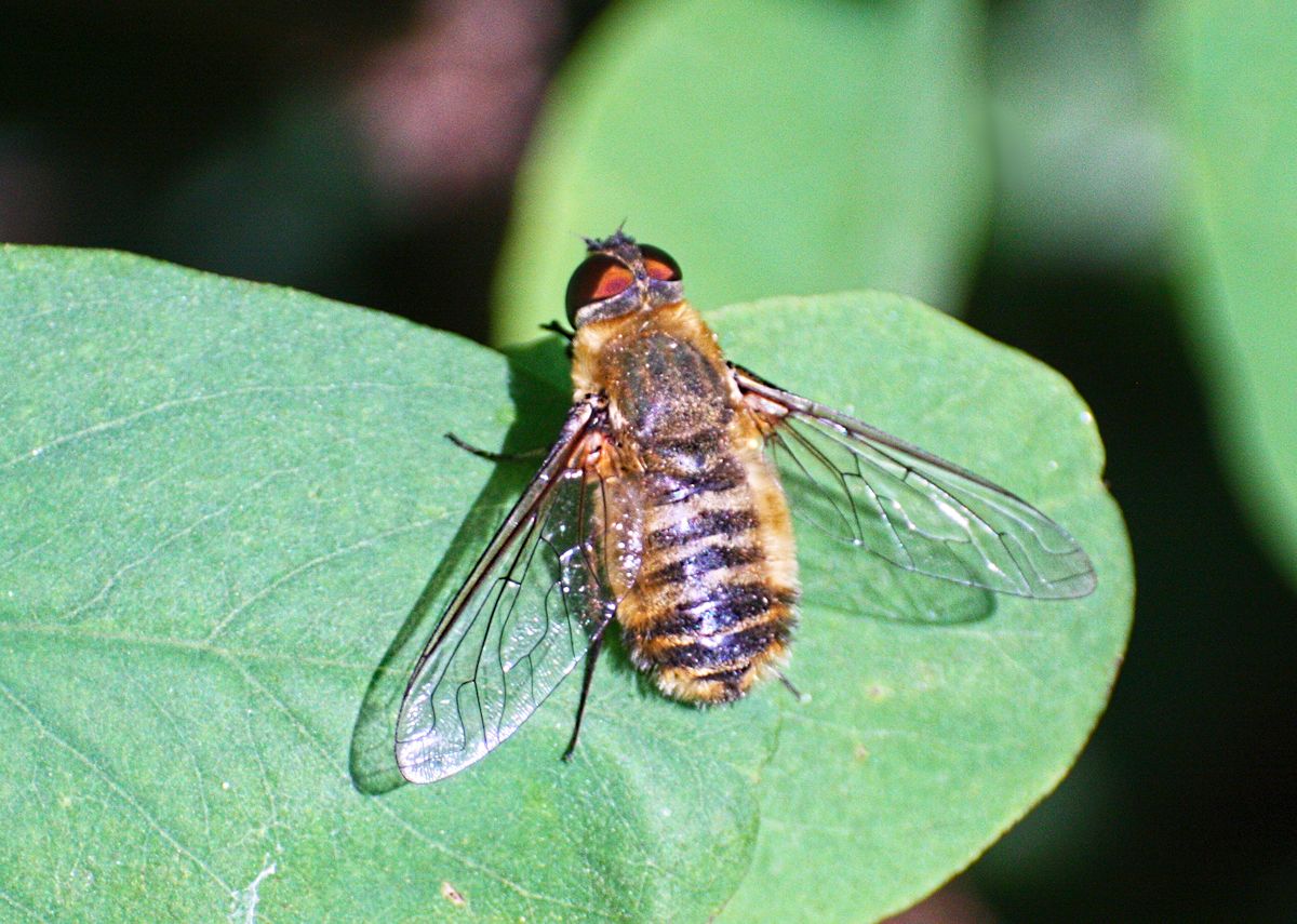 Villa sp.(Bombilidae)