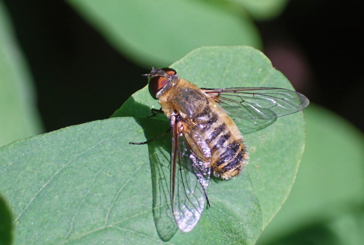 Villa sp.(Bombilidae)