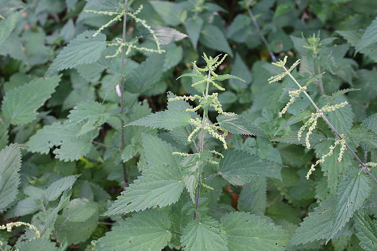 Urtica dioica / Ortica comune