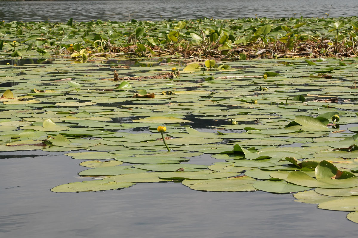 Nuphar luteum  -  polline