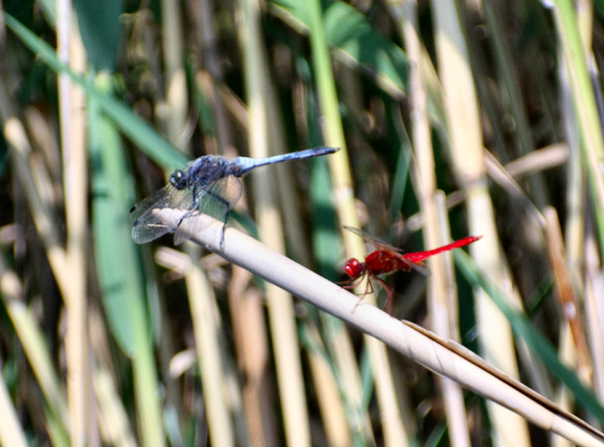 tandem .... Orthetrum cancellatum - Crocothemis erythraea