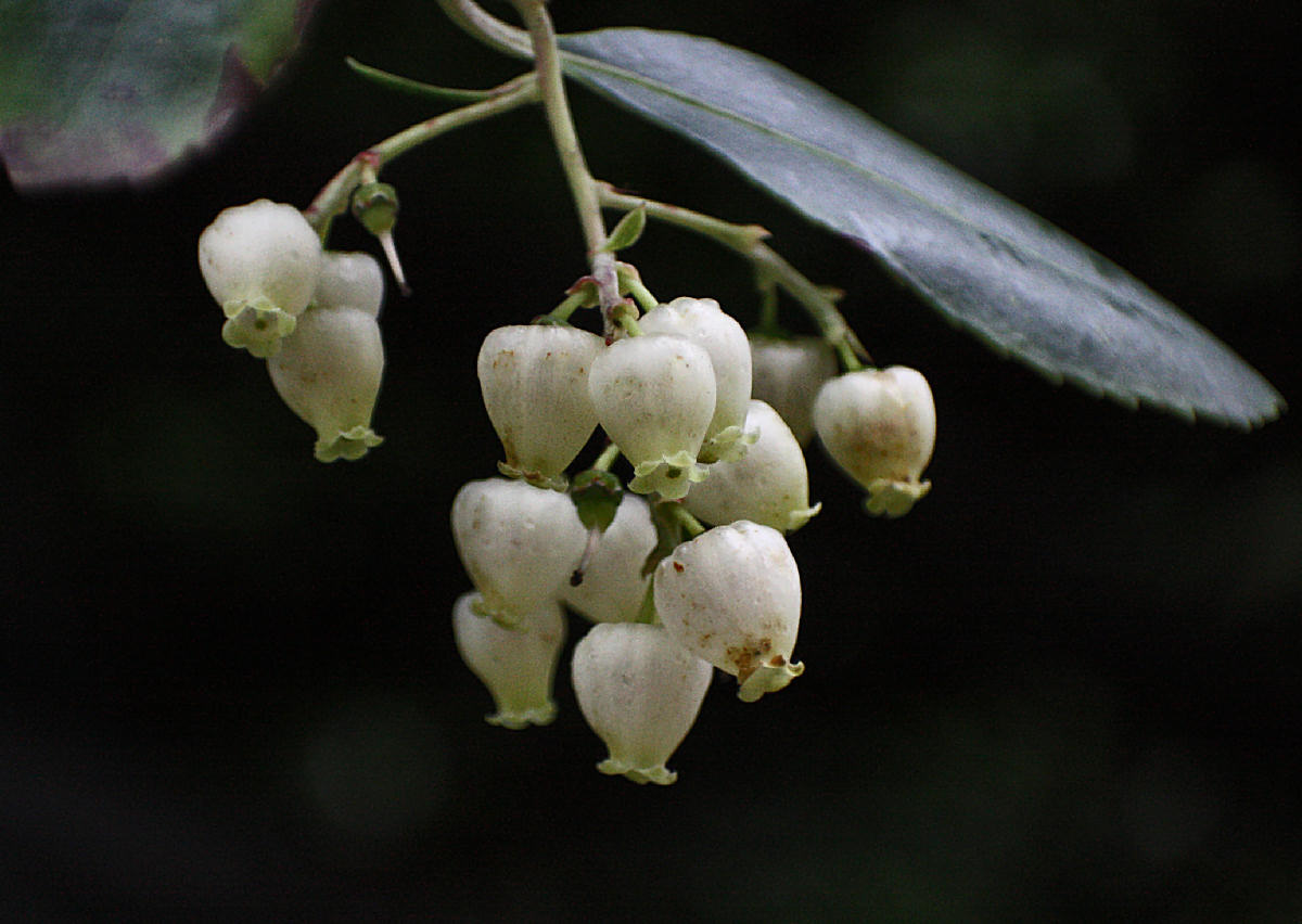 Polline di corbezzolo - Arbutus unedo