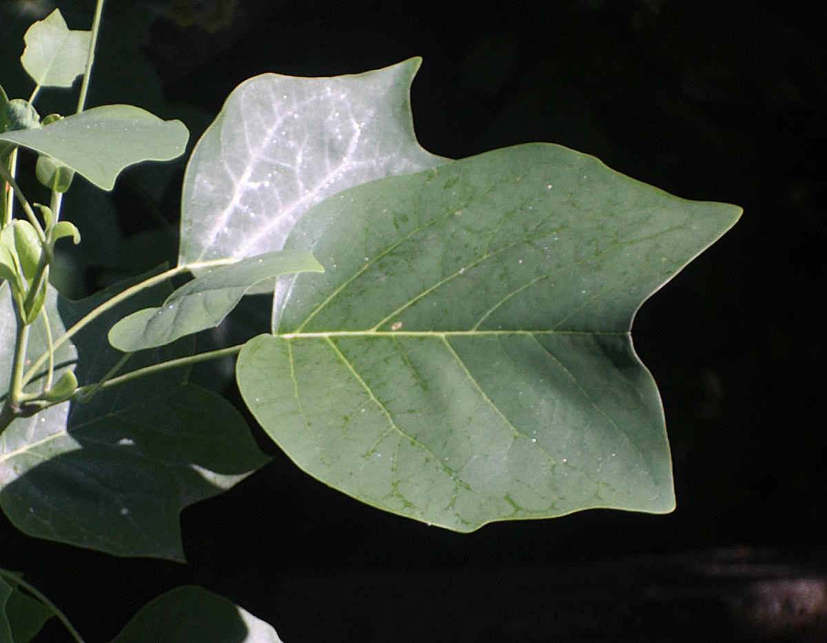 Liriodendron tulipifera