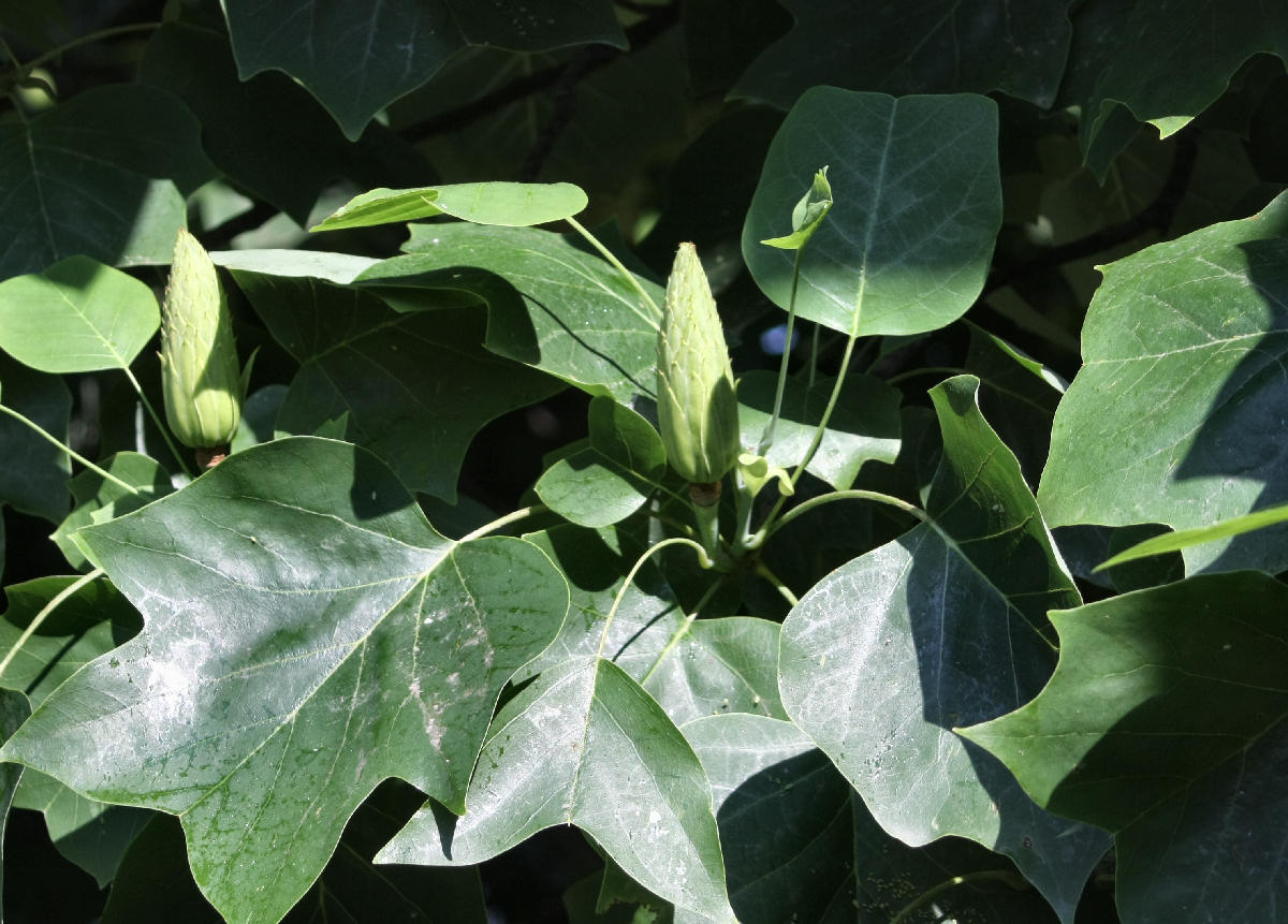 Liriodendron tulipifera