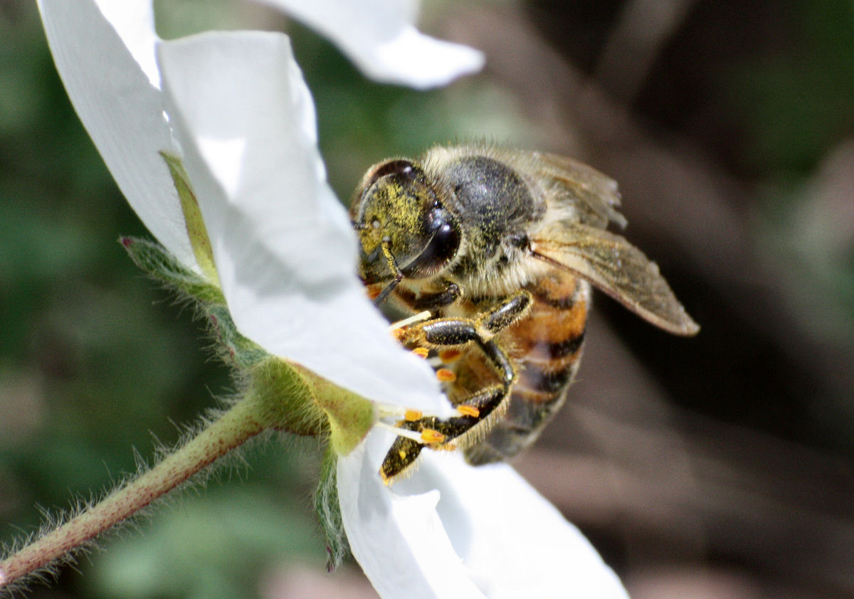 Apis mellifera