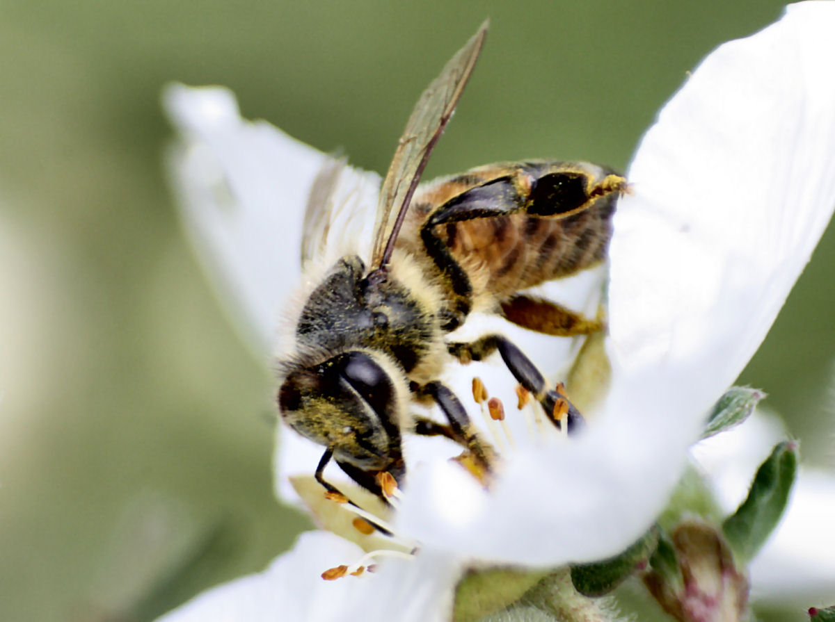 Apis mellifera