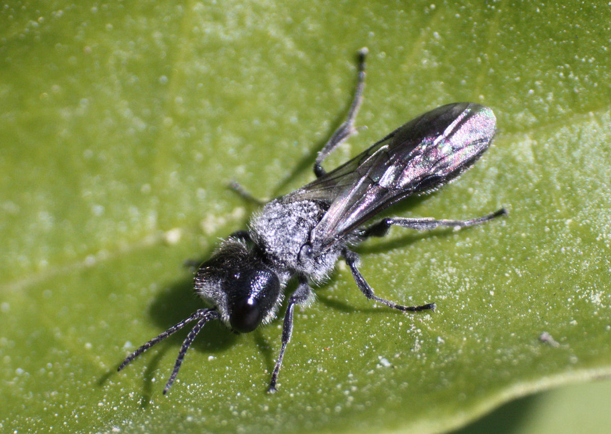 Pemphredon sp., Crabronidae