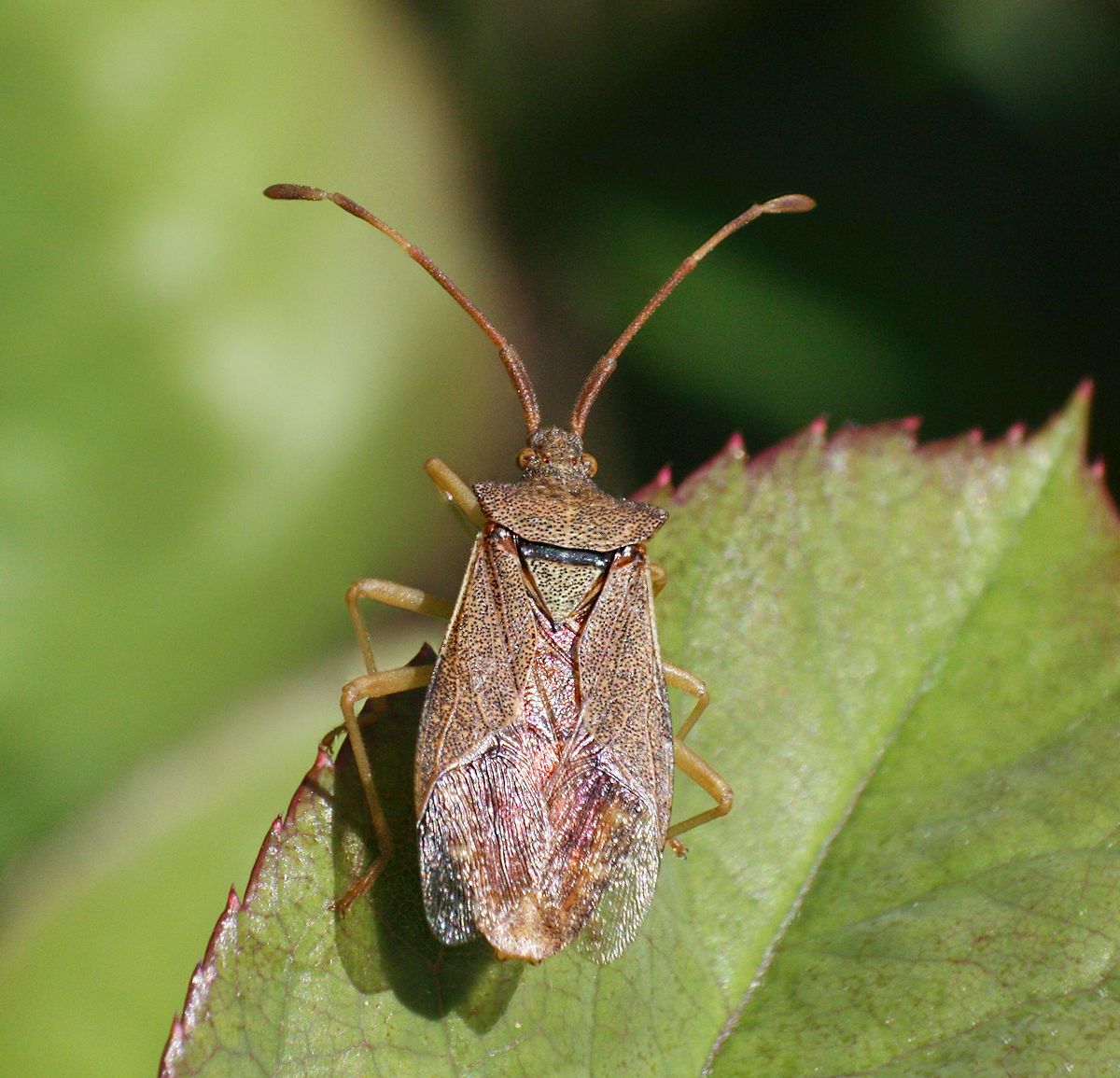 Gonocerus acuteangulatus