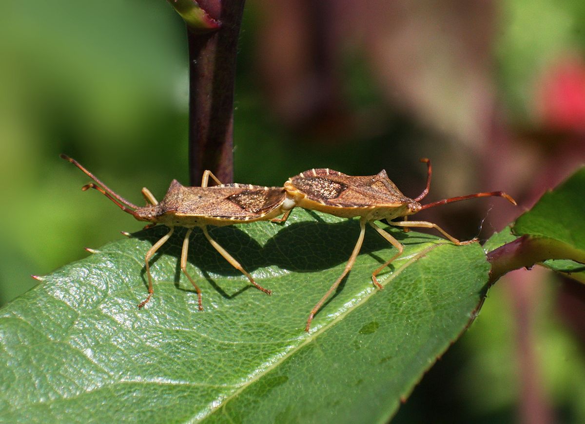 Gonocerus acuteangulatus