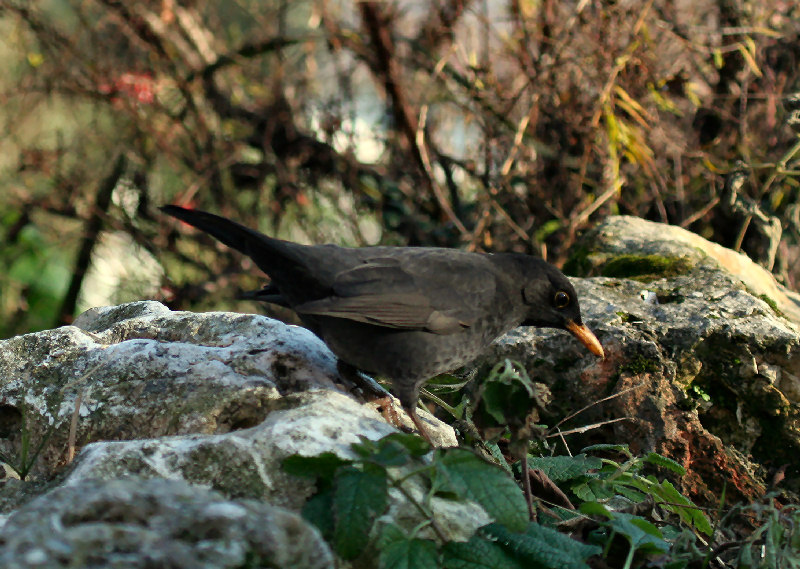 Turdus merula