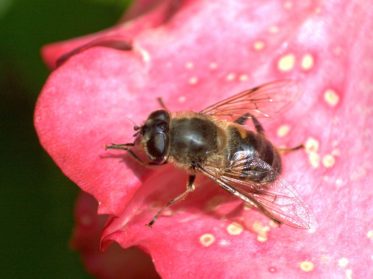 Femmina di Eristalis tenax