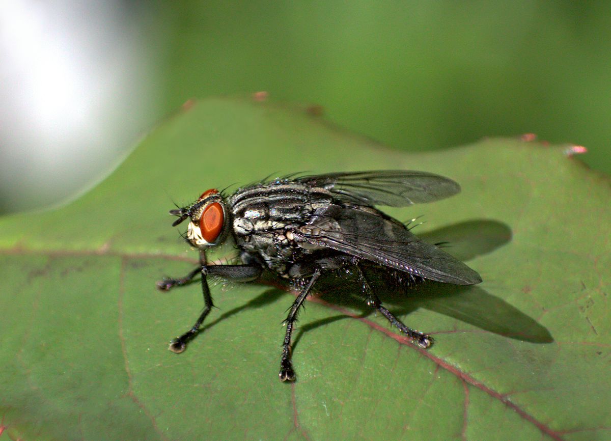 Sarcophaga sp. femmina ?