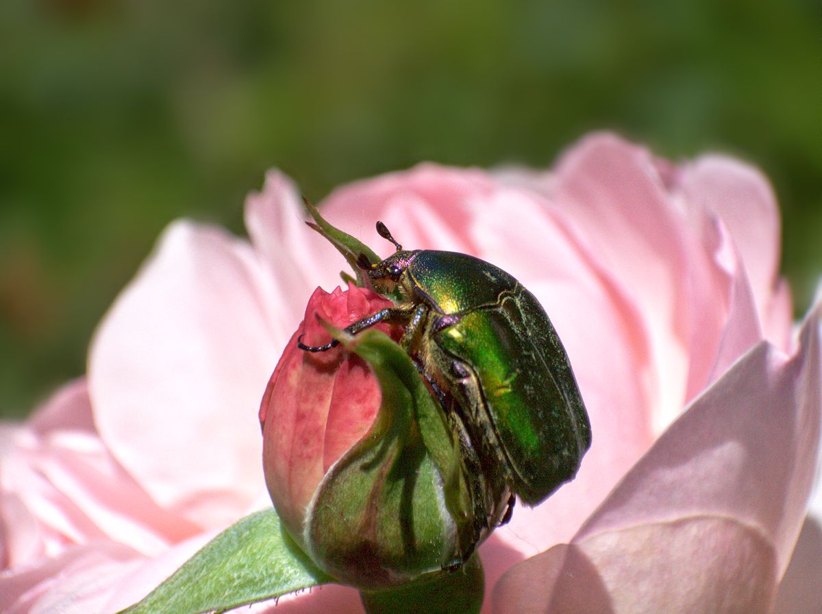 Protaetia cuprea