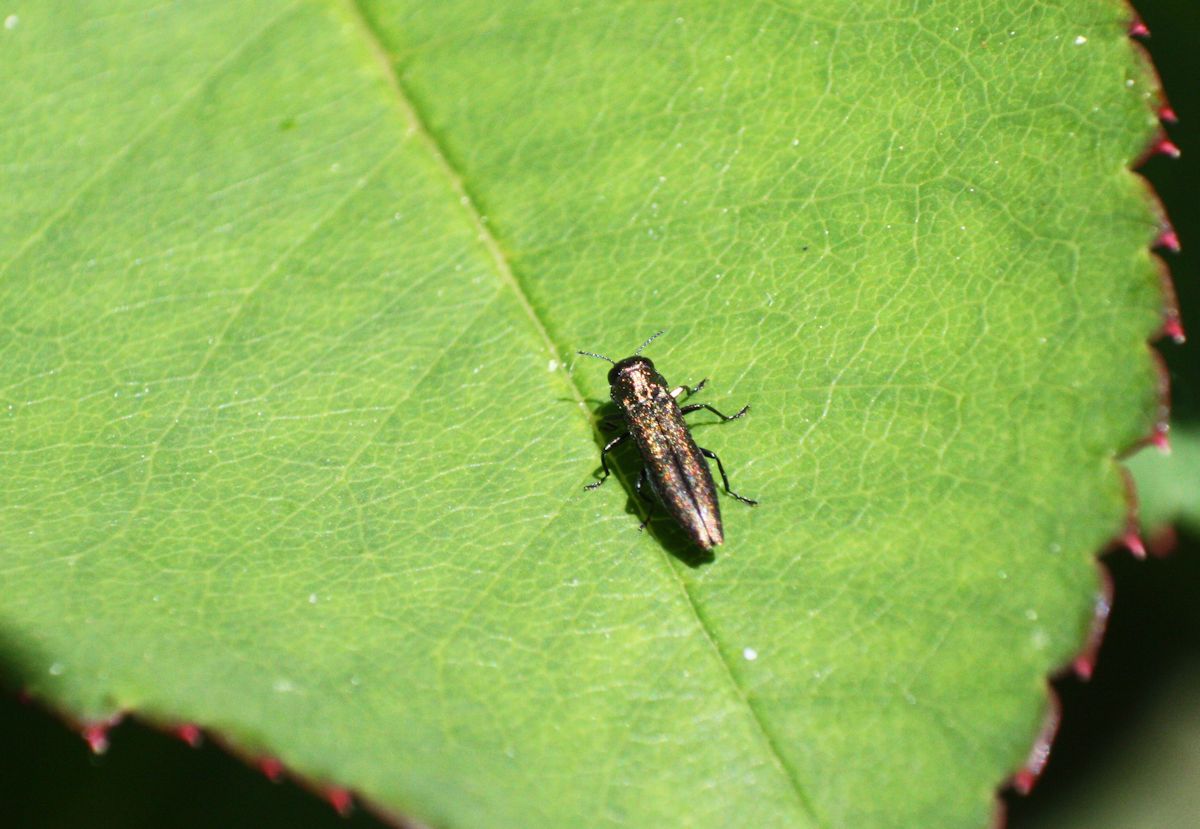 Agrilus sp. su rosa