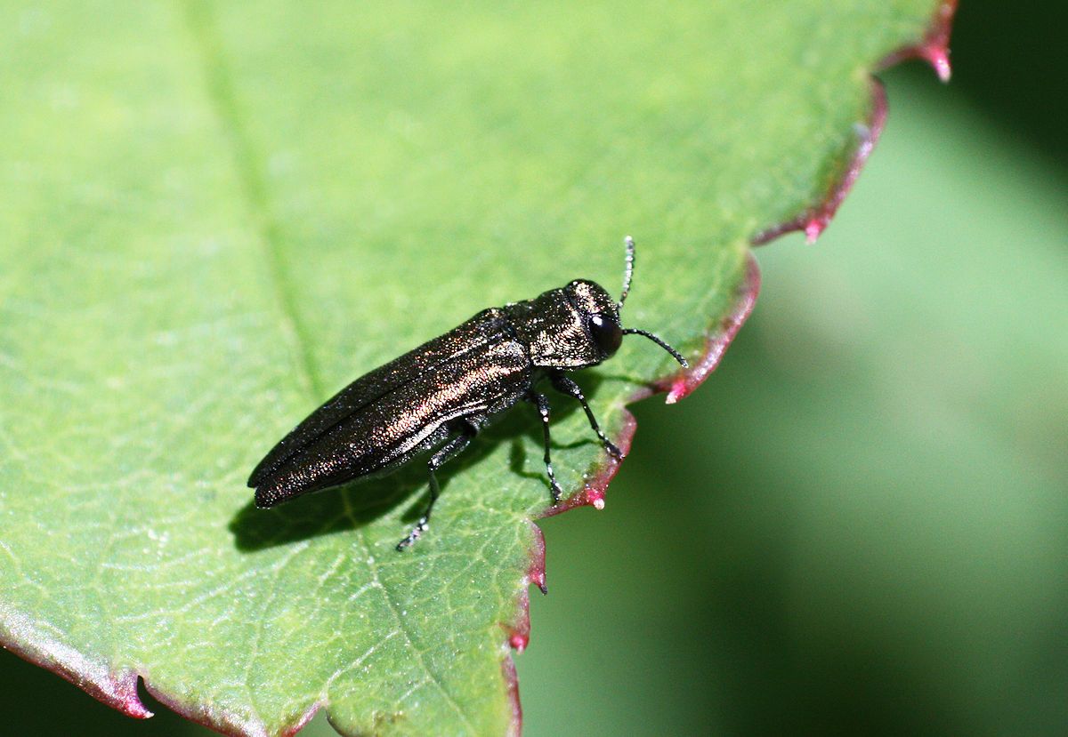 Agrilus sp. su rosa