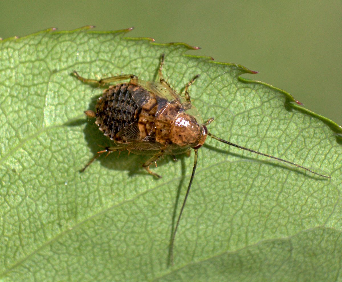 Probabile Ectobius pallidus