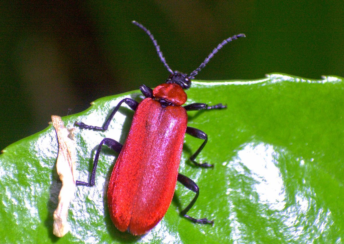 Pyrochroa coccinea