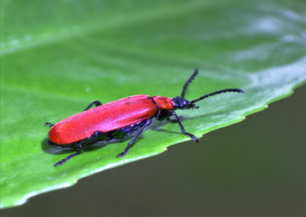 Pyrochroa coccinea