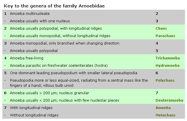 AMEBA  - Polychaos sp.