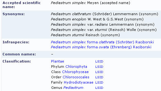 Pediastrum clathratum